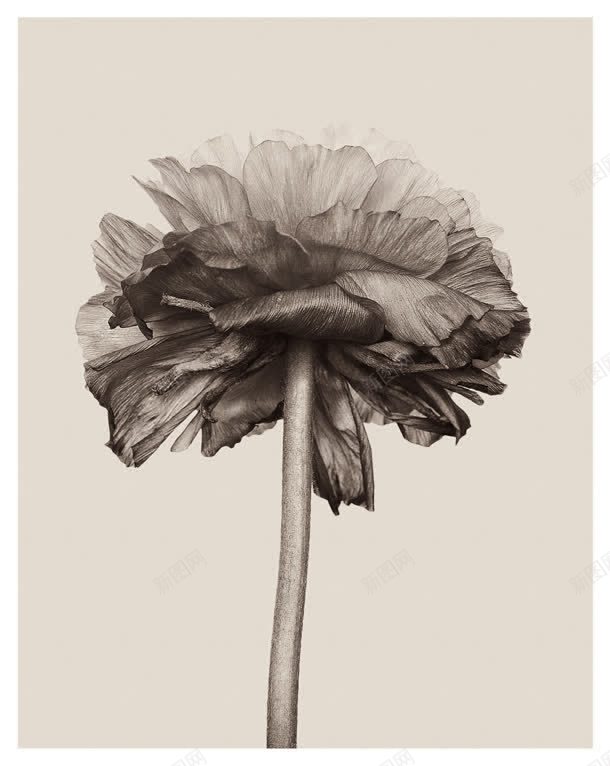 黑白枯萎花朵相片jpg设计背景_88icon https://88icon.com 凋谢的花朵 枯萎 相片 花朵 黑白