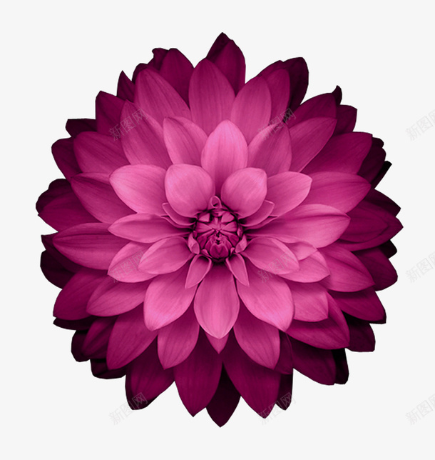 紫色盛开的鲜花装饰图案png免抠素材_88icon https://88icon.com 免抠PNG 盛开的鲜花 紫色 美丽 花朵 装饰图案