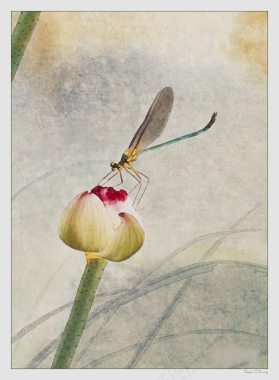 中国名家花朵蜻蜓画休背景