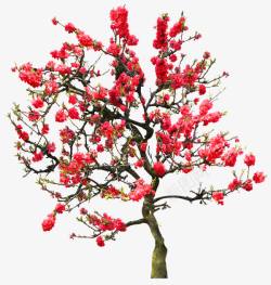 艳丽盛开的梅花树高清图片