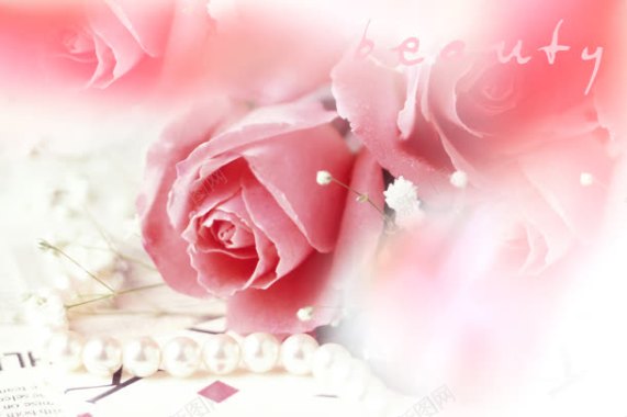 粉色香槟玫瑰花朵背景