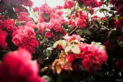 万紫千红密集浪漫玫瑰花花海高清图片