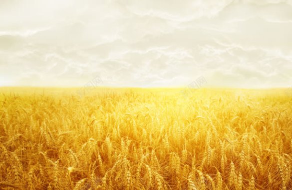 白云下的金色稻田背景