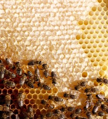 正在蜂窝上忙碌的蜜蜂背景