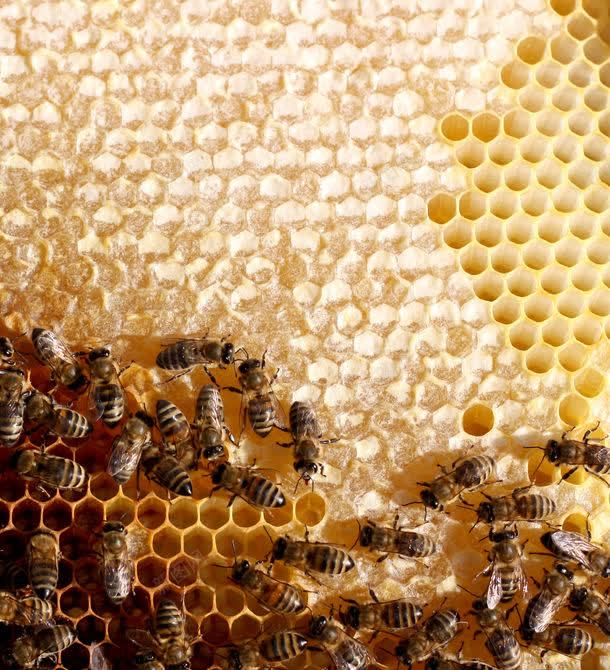 正在蜂窝上忙碌的蜜蜂jpg设计背景_88icon https://88icon.com 图片素材 底纹背景 昆虫世界 正在蜂窝上忙碌的蜜蜂图片 正在蜂窝上忙碌的蜜蜂图片素材下载 背景花边 蜂巢 蜂窝 蜂胶 蜂蜜 蜜蜂 蜜蜂窝 补品