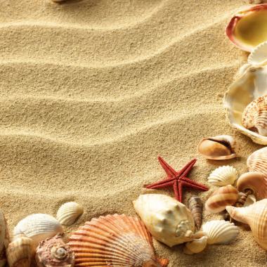 沙地上的海螺海星背景
