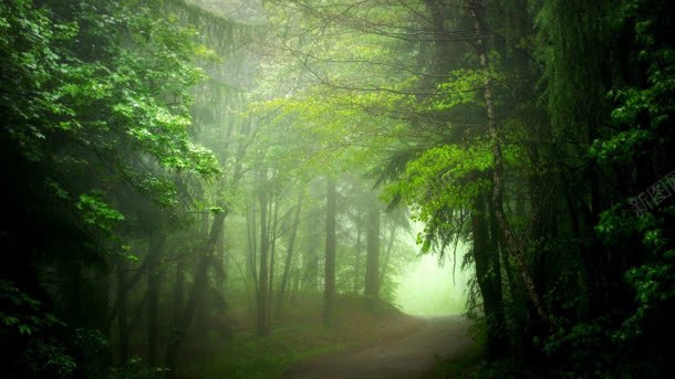 绿色树林迷雾森林背景