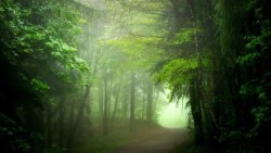 迷雾森林绿色树林迷雾森林高清图片