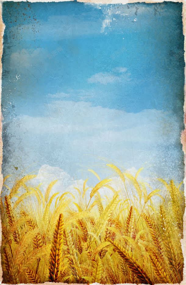 麦田麦穗jpg设计背景_88icon https://88icon.com 丰收 喜悦 图片素材 季节 底纹背景 成熟 秋天 背景花边 金色 麦子 麦田麦穗图片 麦田麦穗图片素材下载 麦穗