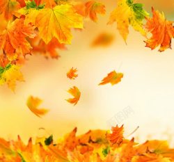 美丽的秋叶秋天落叶背景高清图片