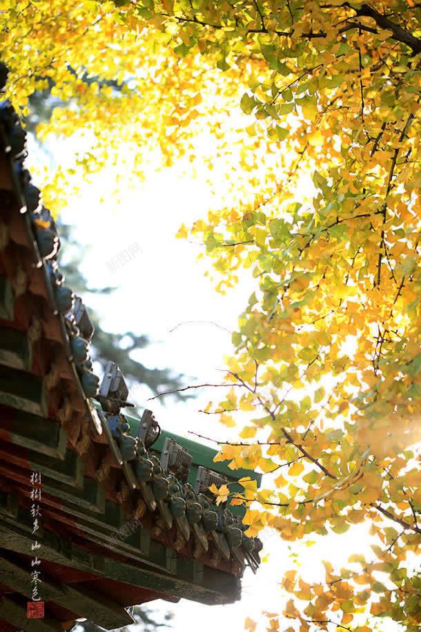 阳光下的黄色树叶壁纸jpg设计背景_88icon https://88icon.com 壁纸 树叶 阳光 黄色