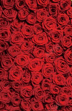 海报活动红色玫瑰花背景