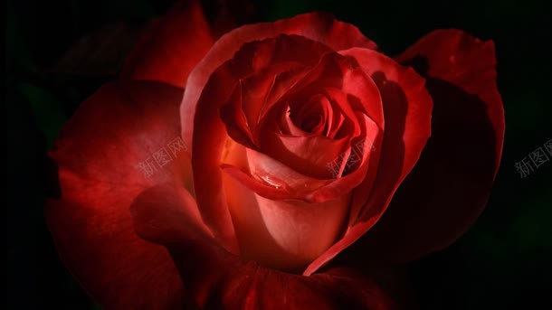 大红玫瑰花主题壁纸背景