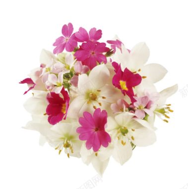 粉色白色小花花束背景