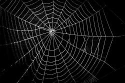 黑色蜘蛛蜘蛛网时尚背景高清图片