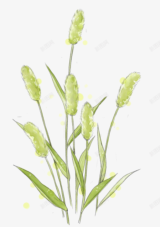 芦苇手绘图png免抠素材_88icon https://88icon.com 创意 多彩 手绘 植物 简约 芦苇 草本 通用