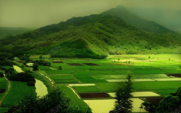 绿色山地田地水稻背景