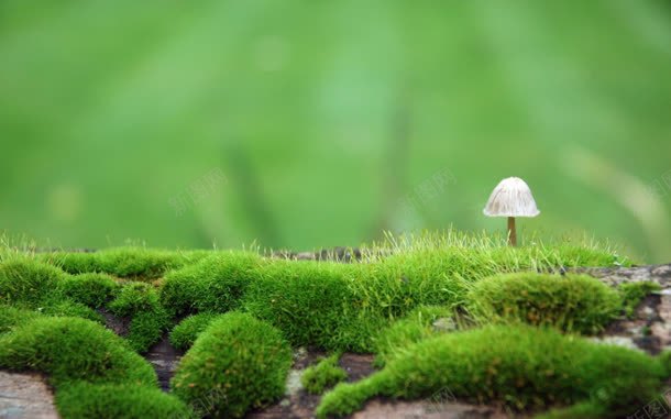 草地绿色蘑菇植物jpg设计背景_88icon https://88icon.com 植物 绿色 草地 蘑菇