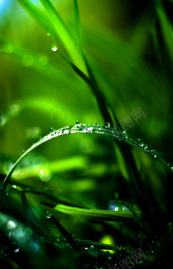 绿色叶子清新H5背景背景