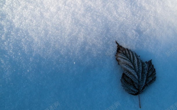 蓝色雪地墙面黑色树叶jpg设计背景_88icon https://88icon.com 墙面 树叶 蓝色 雪地 黑色