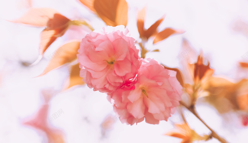 唯美清新简约春天樱花背景图之二psd设计背景_88icon https://88icon.com 唯美 春天 樱花 清新 简约