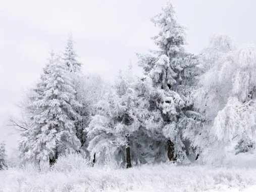 被雪覆盖的森林背景
