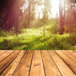 阳光普照唯美树林木质展台背景高清图片