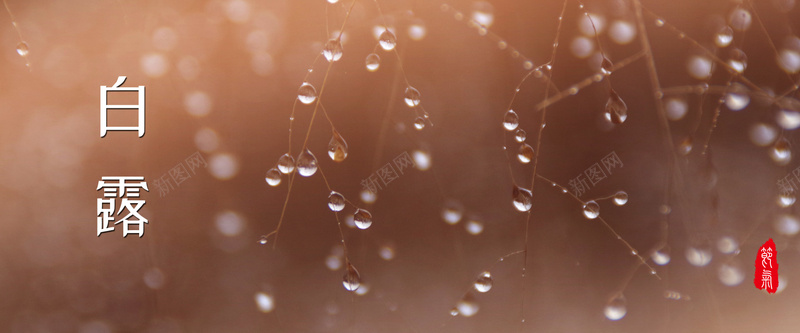小清新白露二十四节气露珠bannerpsd设计背景_88icon https://88icon.com 二十四节气 传统节气 水凝成珠 白露 白露时节 节气 露水 露珠