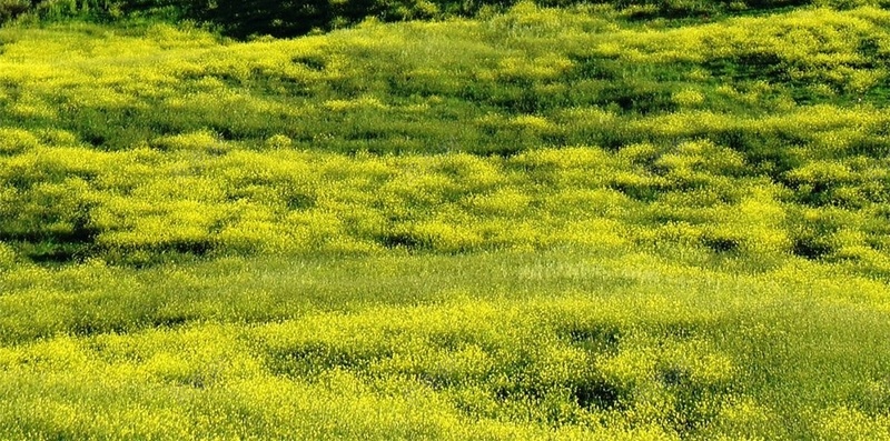 蓝天白云山峰草原H5背景jpg设计背景_88icon https://88icon.com H5 h5 小清新 山峰 文艺 春天 清新 白云 简约 草原 蓝天 风景