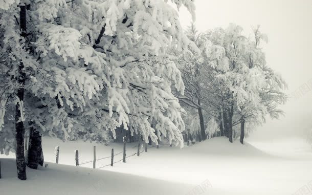 白色冬日雪地大树jpg设计背景_88icon https://88icon.com 冬日 大树 白色 雪地