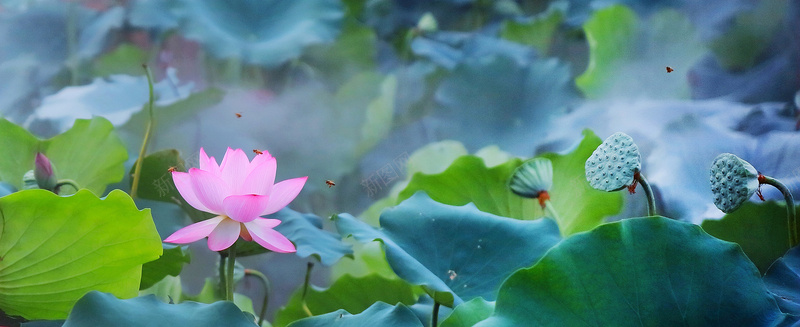 夏天大暑摄影荷花池塘绿色背景jpg_88icon https://88icon.com 夏天 大暑 小清新 摄影 池塘 简约 绿色背景 节气 荷花 莲蓬 风景