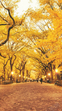唯美的落满树叶的街道H5背景摄影图片