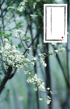 绿色树枝上的白梨花背景矢量图背景