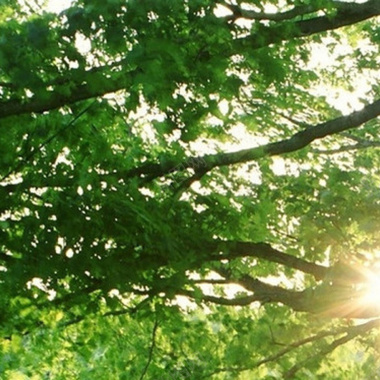 清新树林光线光影背景摄影图片