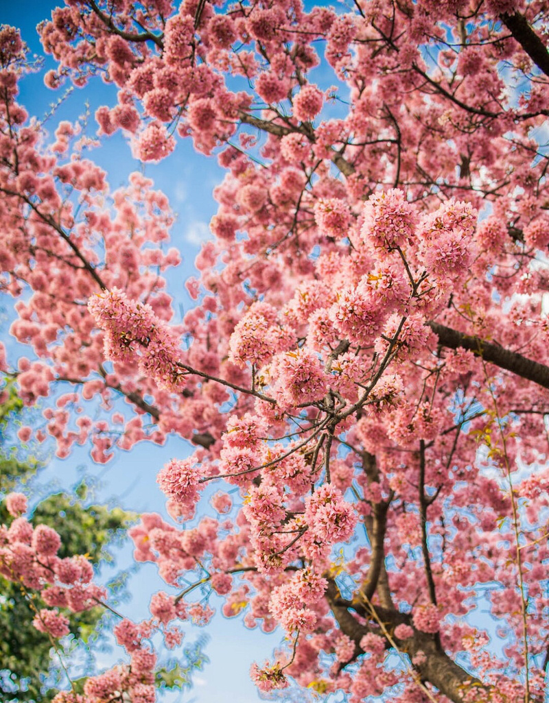 花朵摄影风景背景大图jpg_88icon https://88icon.com 大图 摄影 背景 风景