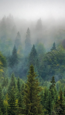 简约森林雾霾手机端H5背景背景
