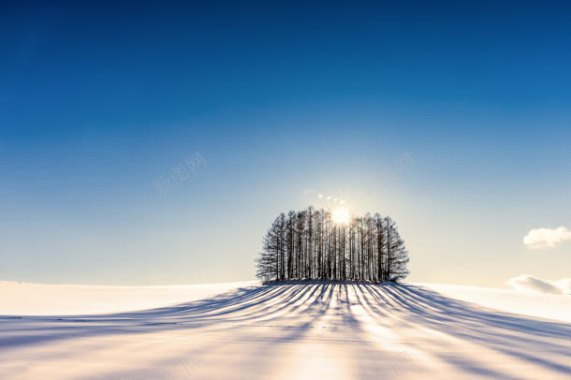 雪地里孤独的树林海报背景背景