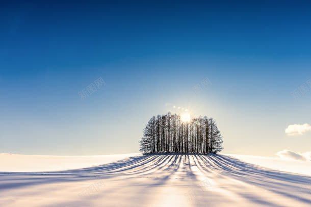雪地里孤独的树林海报背景jpg设计背景_88icon https://88icon.com 孤独 树林 海报 背景 雪地