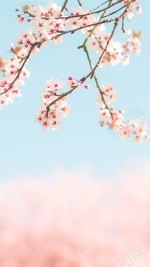 樱花花海粉红背景背景