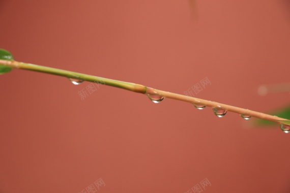 竹竿上的小水珠背景