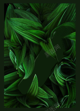 绿色植物化妆品背景