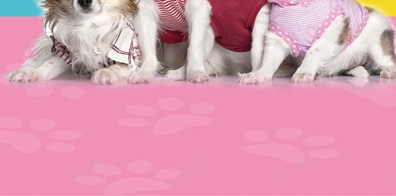 简约可爱萌宠店铺H5背景图psd设计背景_88icon https://88icon.com 可爱 宠物医院 宠物店铺 宠物美容 小狗 简约 萌宠 蓝色 黄色