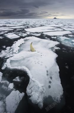 灰色企鹅灰色天空雪块企鹅高清图片