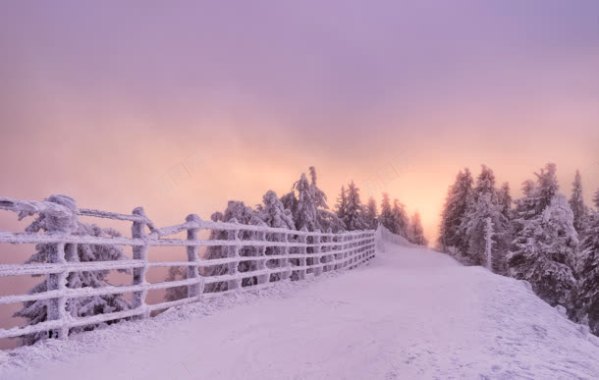 紫色梦幻雪地树林背景