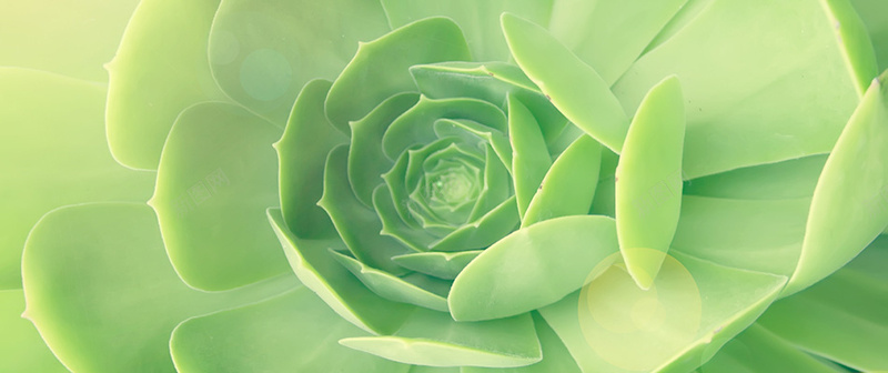 清新多肉植物背景jpg设计背景_88icon https://88icon.com 可爱 多肉 小清新 文艺 植物 清新 简约 绿色 详情页海报