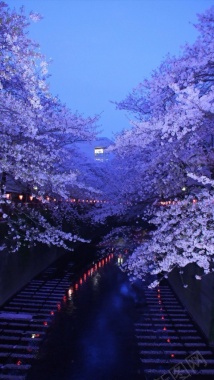 夜景梦幻樱花H5背景背景