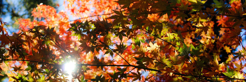秋季落叶风景摄影39摄影图片