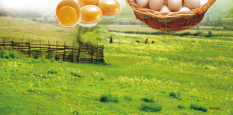 土鸡蛋宣传促销H5背景psd源文件psd设计背景_88icon https://88icon.com H5背景 h5 psd下载 健康 养生 土鸡蛋 柴鸡蛋 母鸡 草地 营养 风景 鸡蛋