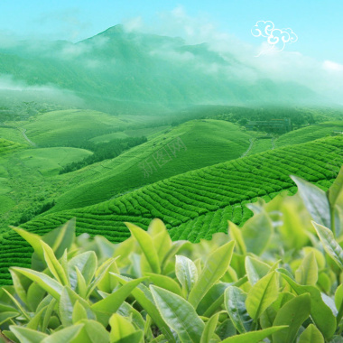春茶节茶叶茶具绿色PSD分层主图背景摄影图片