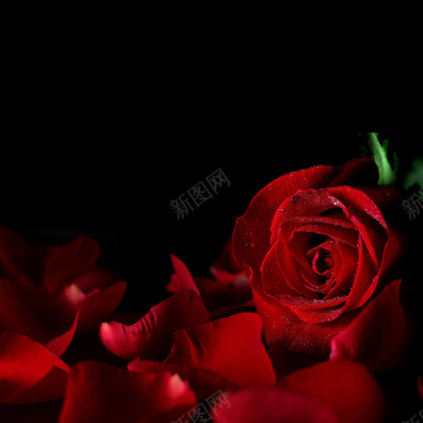红玫瑰花瓣主图背景背景
